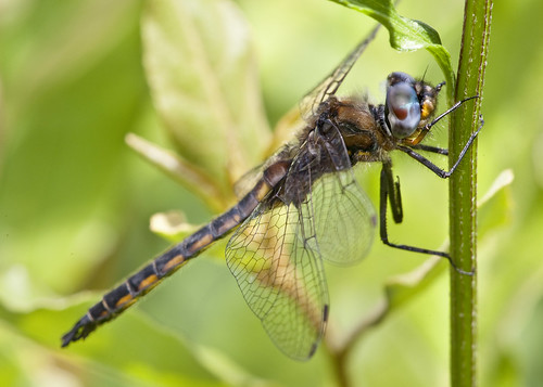 kh0831 delawarewatergap animalportrait nj insect dragonfly odonta