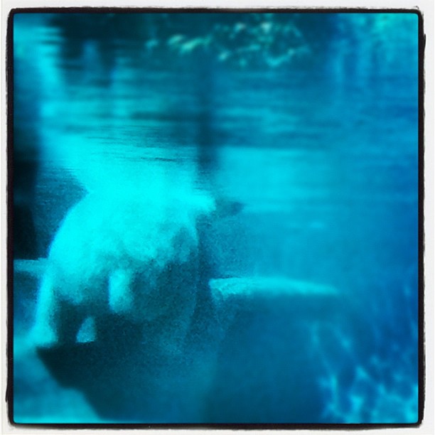 Polar bear butt! Keeping cool on a warm-ish day.