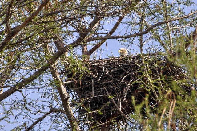 Haliaeetus leucocephalus, nest, Reelfoot Lake State Park, Lake County, Tennessee