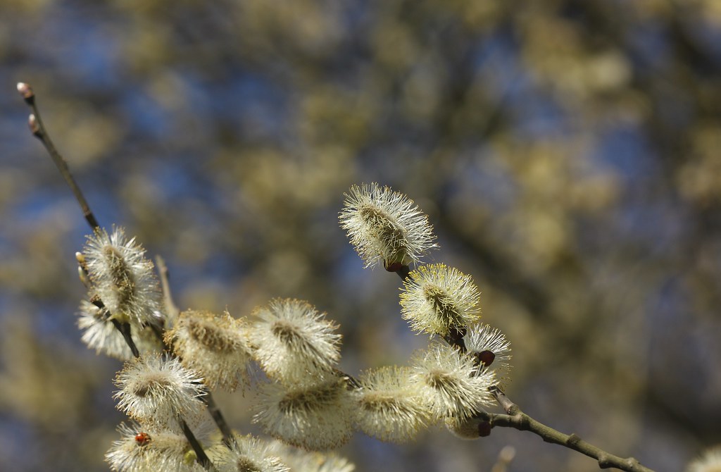 Pussy willow catkins | Photographed in Wolves Wood, near Had… | Flickr