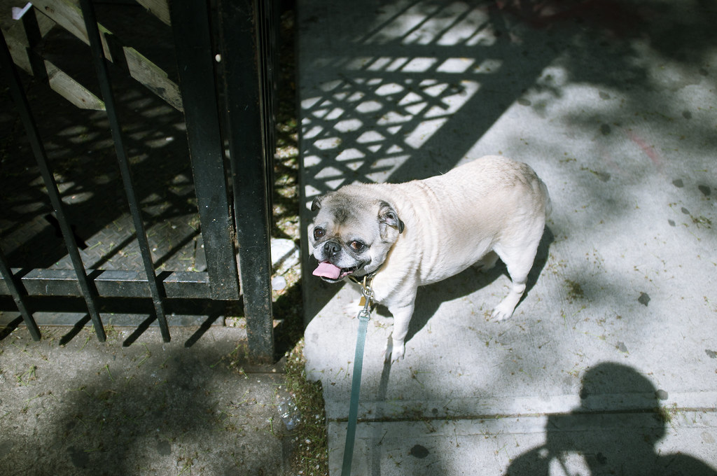 Chino the pug on a leash standing on the sidewalk with tongue out beside gate shadows.