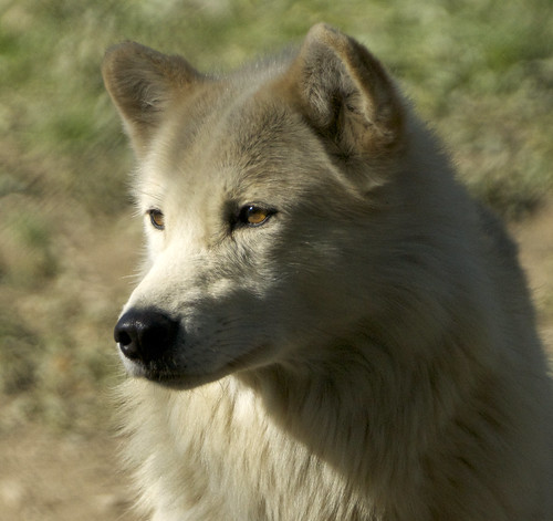 Wolves  _DSC1179  2012-04-29 | by neech_2000