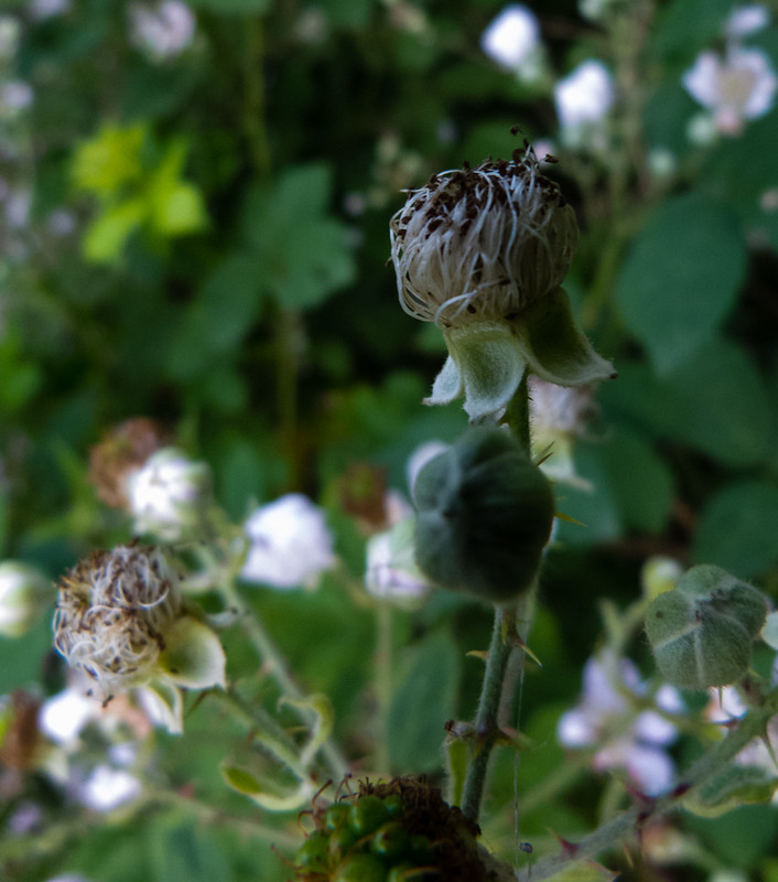 Bramble flowers