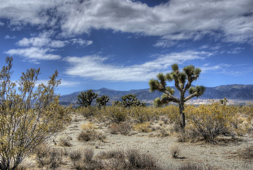 california usa landscape day geocaching desert cloudy joshuatree hdr phelan
