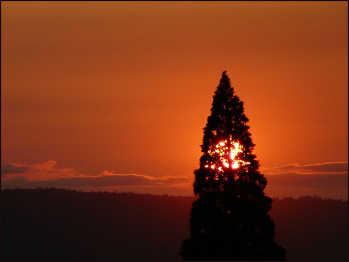 sunset tree silhouette saturday cliche