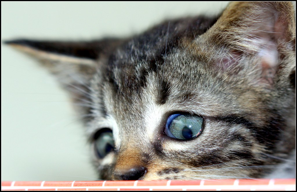 cats - fat Cat - cuatrok77 - Flickr