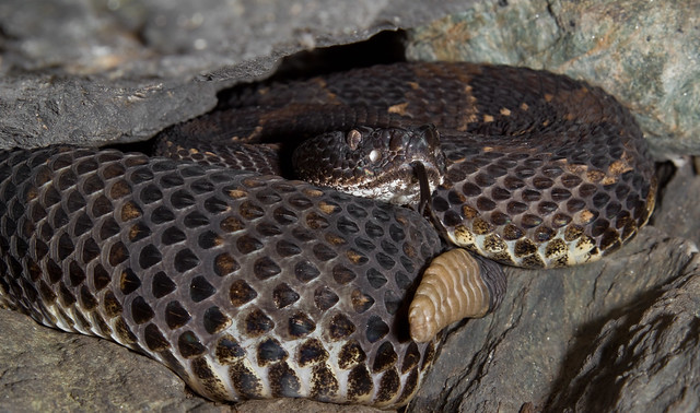 Gravid Timber Rattlesnake