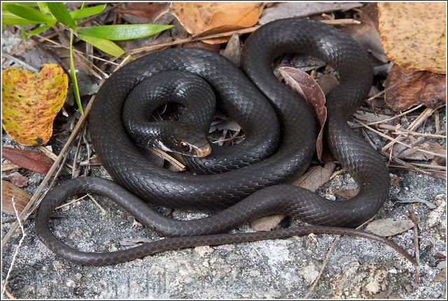 Flickriver: Photoset 'Common Racer (Coluber constrictor)' by Pierson Hill