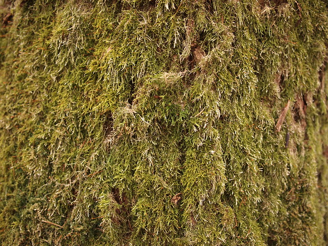 Mossy bark texture