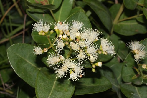 Syzygium cordatum 'Water berry' - Richards Bay | Craig Gibbon | Flickr