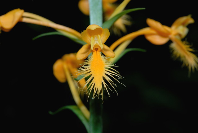 Platanthera ciliaris - yellow fringed orchid