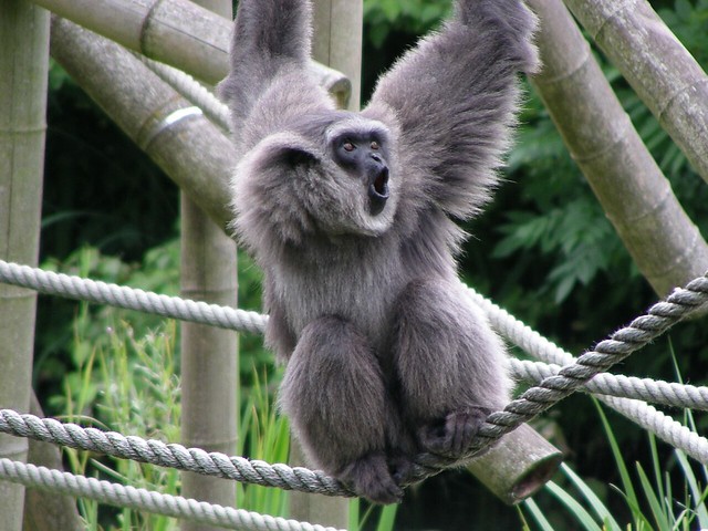 Zoo Munich: Gibbon