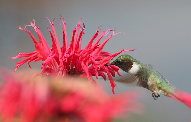 Hummingbird and bee balm # 2