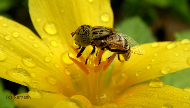 Bee enjoying the Monsoon Water. Explored Aug 22nd, 2012