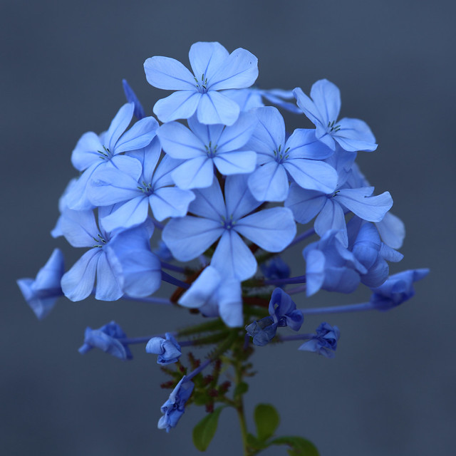 J77A1556 -- Light-blue flowers
