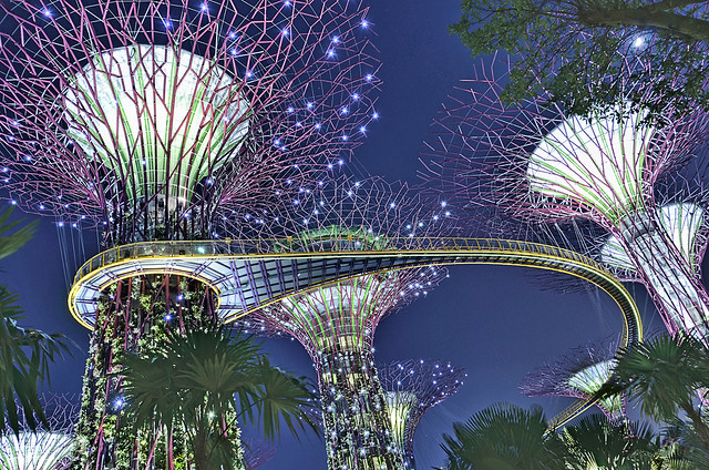 Cluster of Supertrees with OCBC Skyway @ Gardens by the Bay Singapore