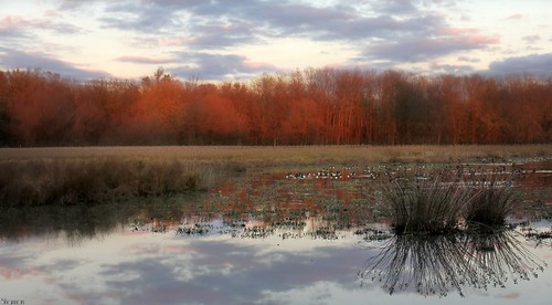 sky clouds reflections autumncolors pa canadiangeese harrisburg wildwoodlake canoneosrebelt2i shannonroseoshea