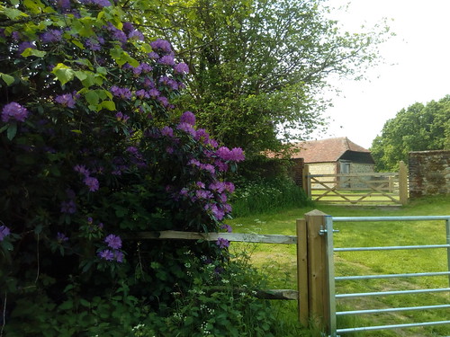 Rhododendron and barn 