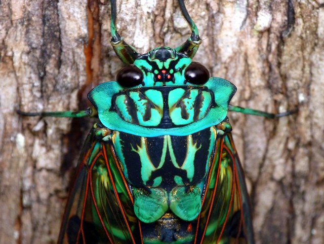 Emerald Cicada, Zammara smaragdina
