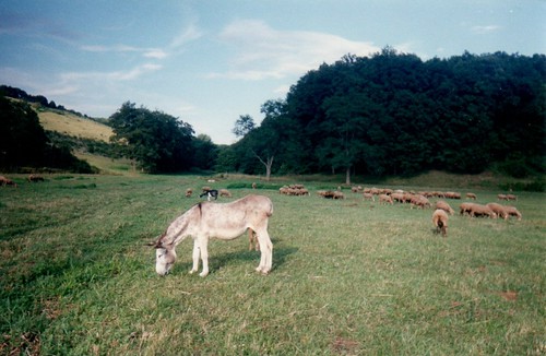 2003 rural hungary sheep grazing magyarország pasturing manci nógrád palóc kisecset fürge nógárd palócföld görbeország nogradhungary