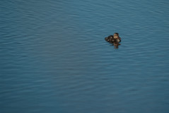 Baby duck out for a swim - IMG10278