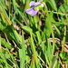 Flickr photo 'Viola palustris L.       subsp. palustris / violeta.' by: chemazgz.