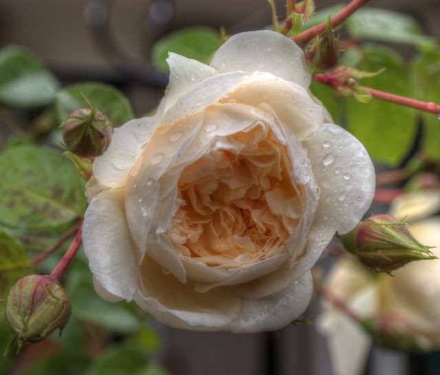 White Rose (Yorkshire)