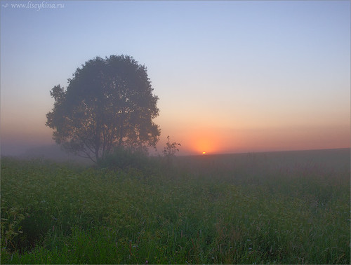 summer sun tree field fog sunrise landscape russia moskovskaya moscowarea podmoskovie aleksandrovka