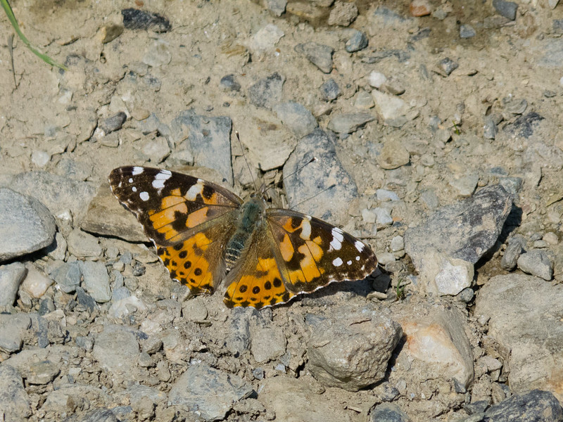Painted lady, Lee Downs