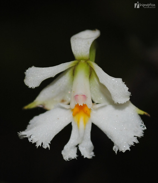 Epidendrum blepharistes