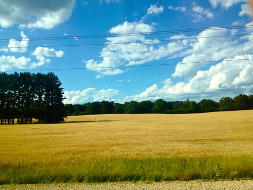blue trees sky white green field grass pine clouds golden coldplay branches wheat fluffy dry calm grassy iphone4s