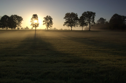 trees light shadow tree green grass sunrise landscape