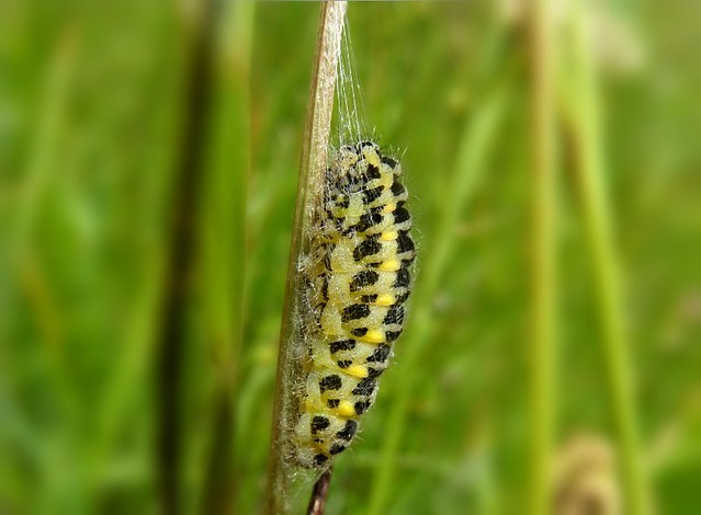 Burnet Caterpillar pupating