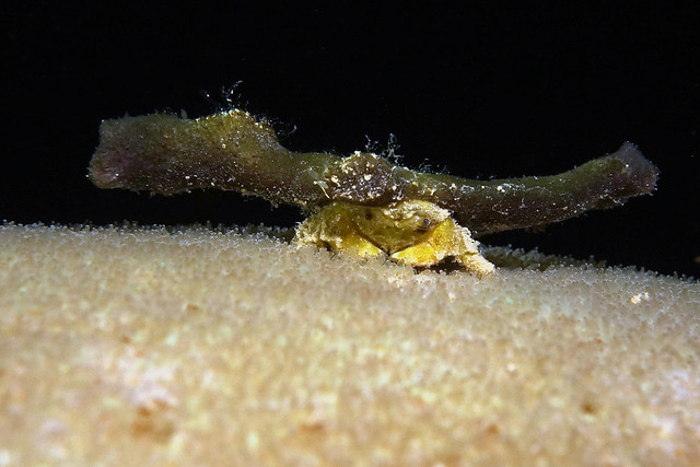 Unidentified Sponge Crab