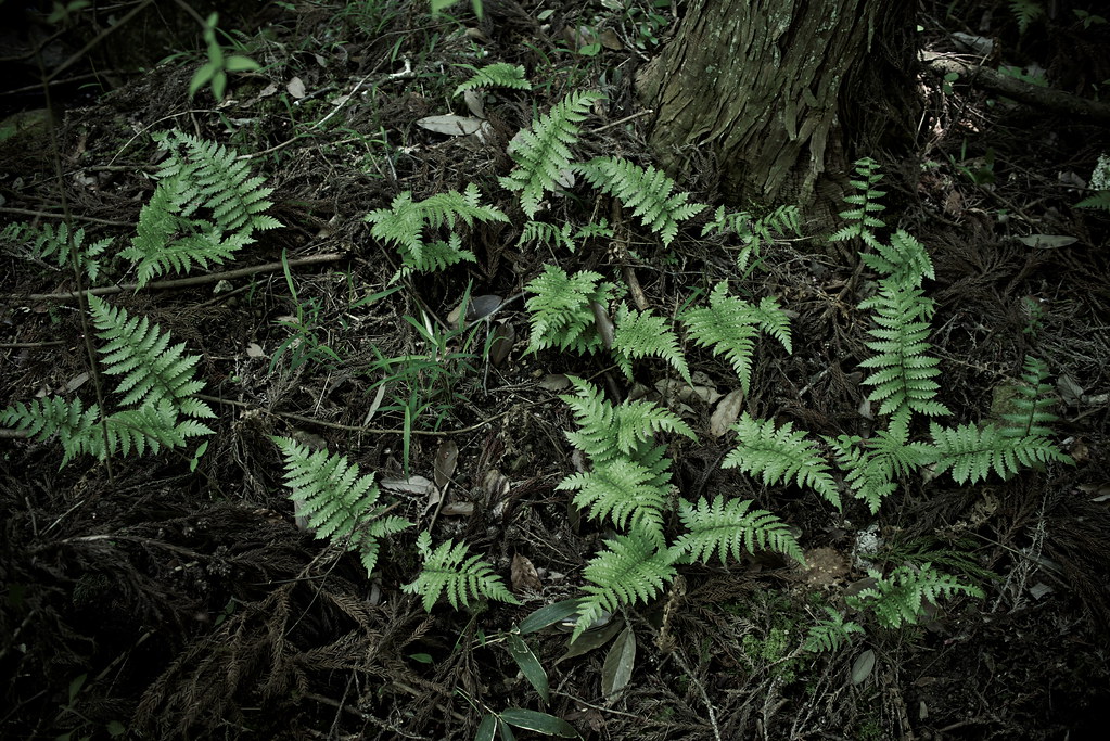 Fern by slowhand7530