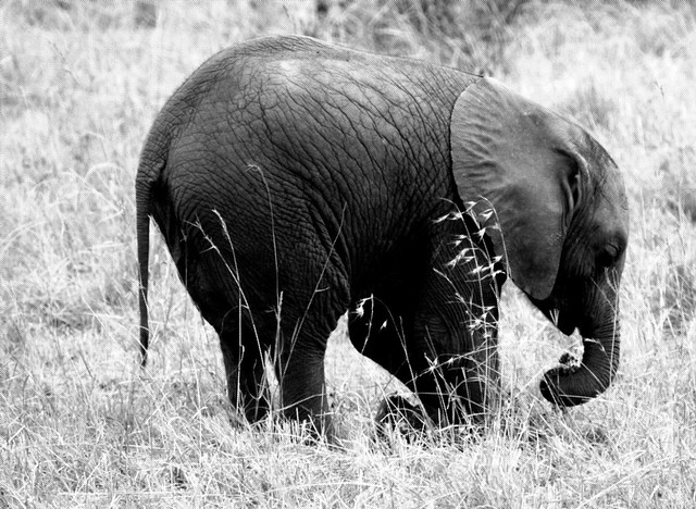 Monochrome Baby Elephant Kneeling into Grasses Masai Mara Kenya