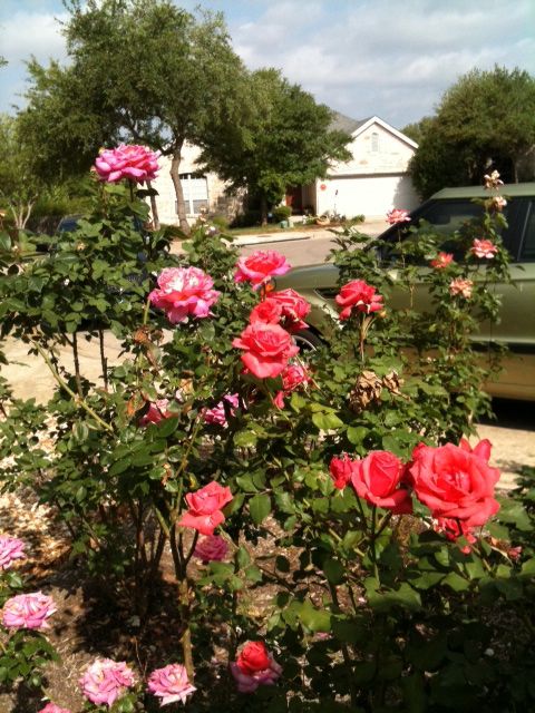 present day rose garden #2