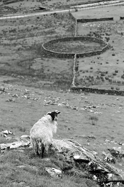 Sheep Near Talla Reservoir