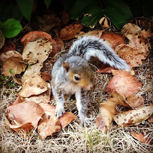 #ig #igers #iphone #igaddict #instapic #instagood #iphonesia #instaddict #iphoneonly #iloveanimals #nature #squirrel #wild #wildanimal #woods | by Withoutmeri