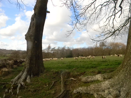 Sheepies Etchingham to Wadhurst