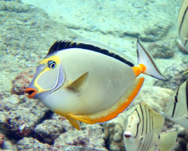 Orangespine Unicornfish (Naso lituratus)
