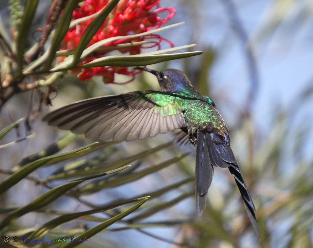 Série com Beija-flor Tesoura (Eupetomena macroura) - Series with the Swallow-tailed Hummingbird - 26-04-2014 - IMG_0023