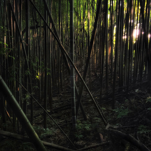 light shadow green japan buddha bamboo explore kiyomizudera buddhisttemple iphone chibaprefecture nakadaki