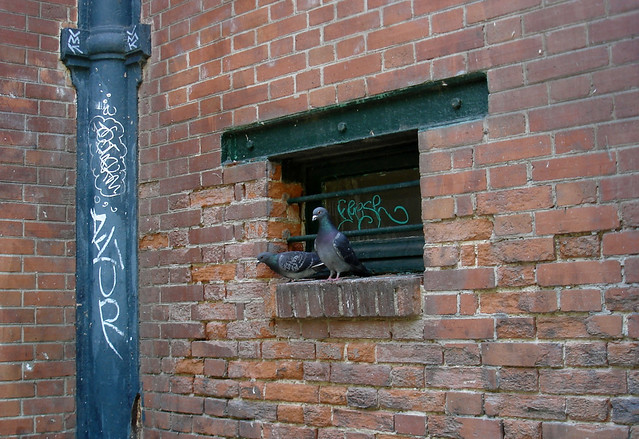 Pigeons parisiens