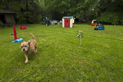 dog green beautiful yard puppy children fun spring colorful texas child play dude online bloom yup azle zat