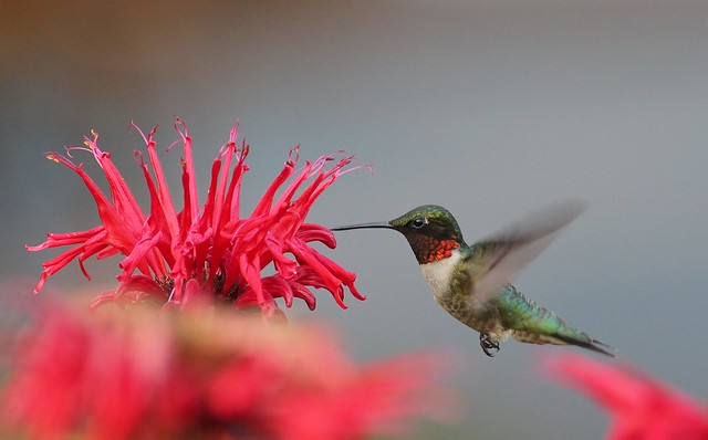 Hummingbird and bee balm # 1