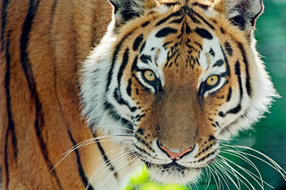 Tigress looking at me | Last picture of the Raubtierpark for… | Flickr
