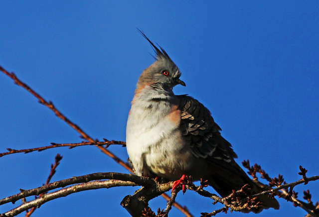 Crested-pigeon : In Winter morning sun . . .