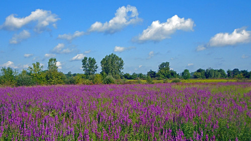 flowers field weed purple michigan wildflowers fallow berlintownship woldflower