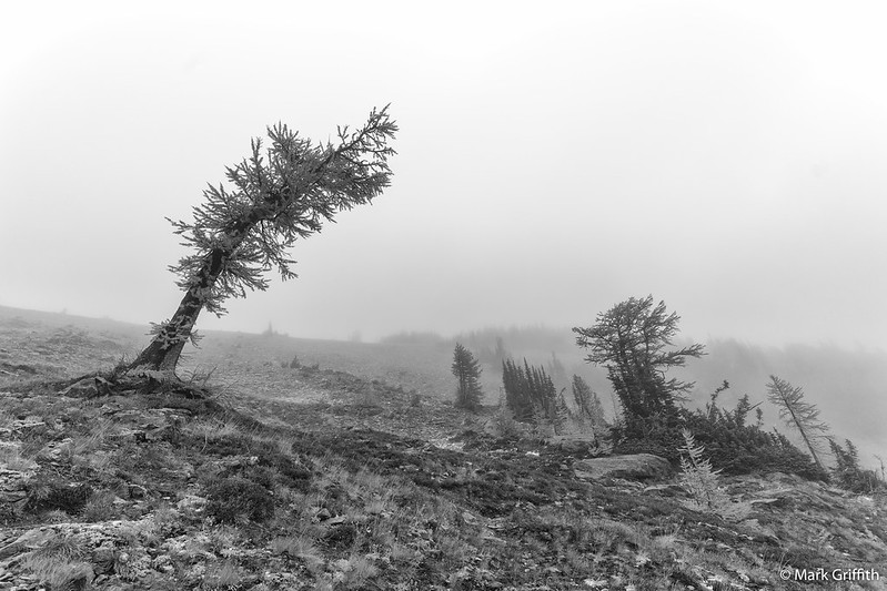 The Leaning Larch